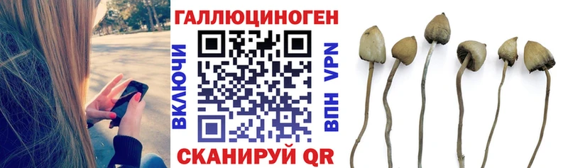 Купить где  Москва  Галлюциногенные грибы Psilocybine cubensis 